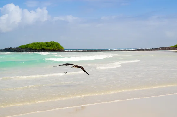 Uccello che vola a bassa quota sulla bellissima spiaggia delle Isole Galapagos — Foto Stock