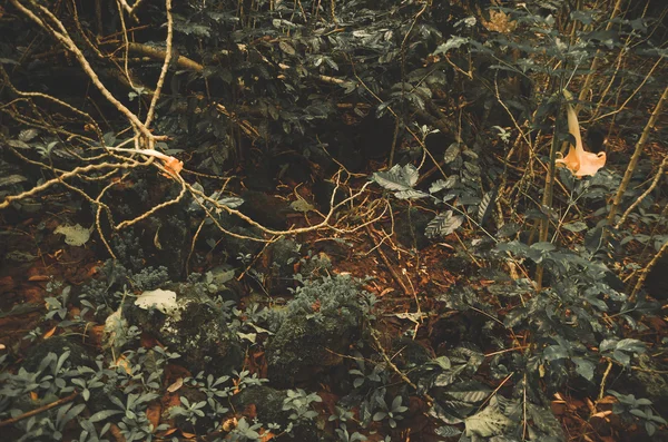 Rares buissons et branches de couleur foncée poussant à partir de la surface sur les îles Galapagos — Photo