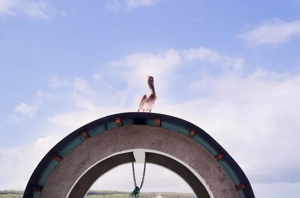 Pájaro sentado en la parte superior de la instalación de la rueda artística con fondo azul cielo agradable — Foto de Stock