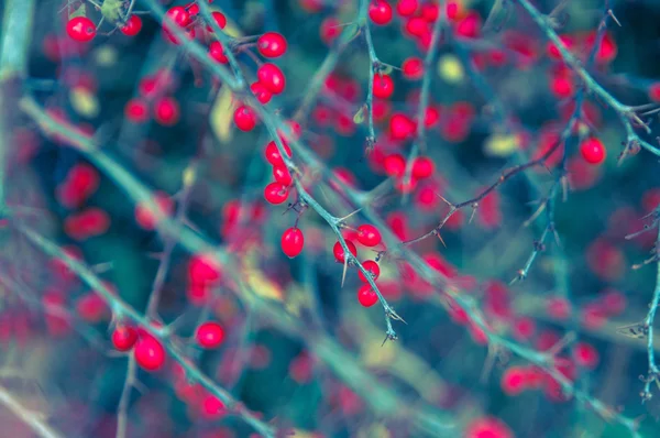 Winter berries — Stock Photo, Image