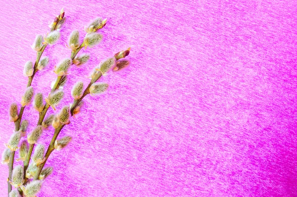 Пушистые ивовые ветки, изолированные на розовом фоне — стоковое фото