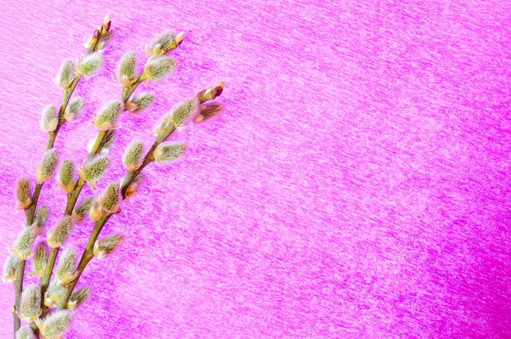 Pussy willow twigs isolated on a pink background — Stock Photo