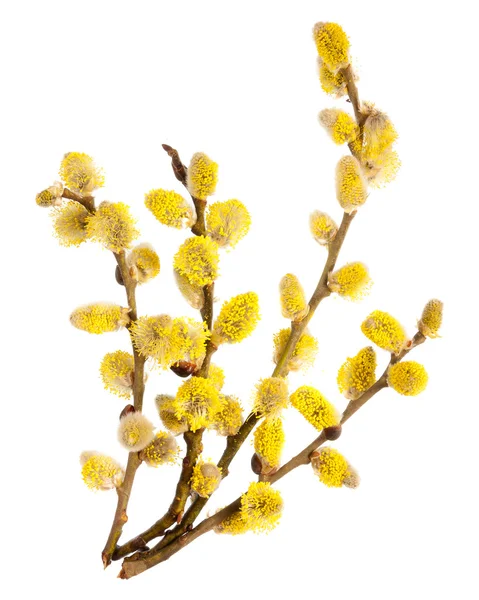 Branches of a young willow on a white background. — Stock Photo, Image