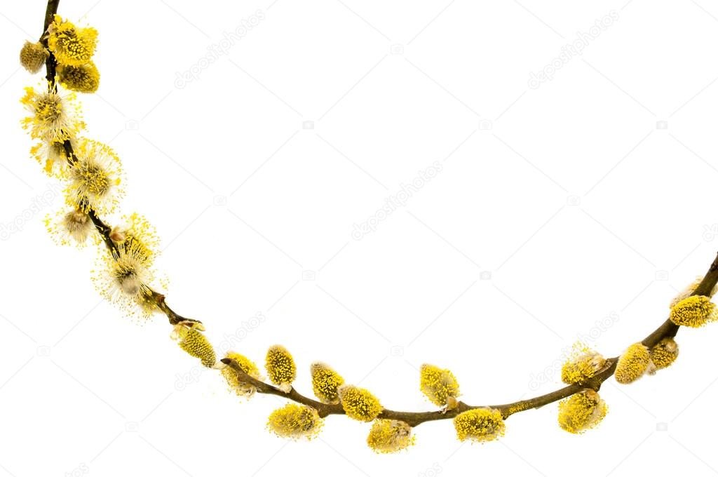 Branches of a young willow on a white background.