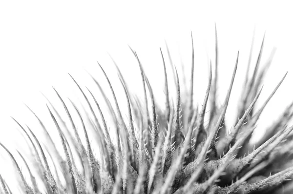 Agulhas de cardo close-up. Textura em preto e branco — Fotografia de Stock