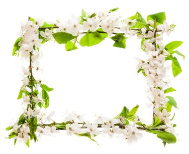 Çerçeve çiçek açması ile kiraz dallar