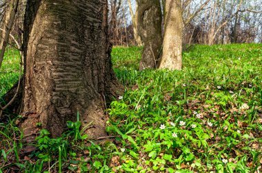 Bahar, doğa, güzel manzara, yeşil çim ve ağaçların