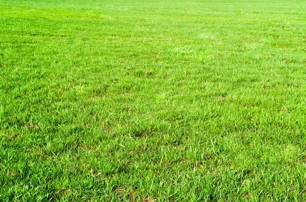 Texturen av grönt gräs fält — Stockfoto