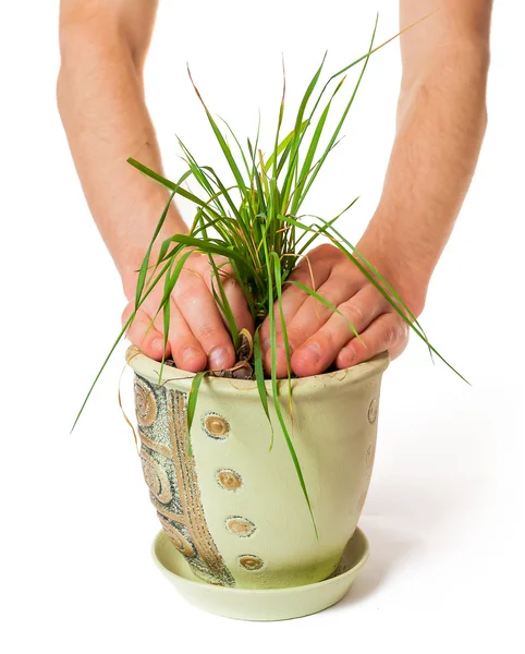 Man's hand bush planted grass in a pot — Stock Photo, Image