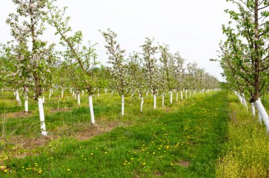 Genç Bahçe bloomed bahar