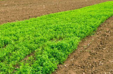 Siyah toprak alanında genç yonca