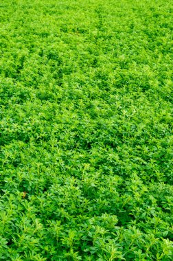 Texture young alfalfa. Grass field clipart