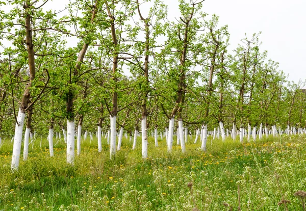 Genç Bahçe bloomed bahar
