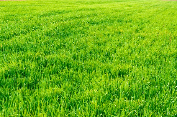 Le champ de blé jeune. Arrière-plan herbe verte. — Photo