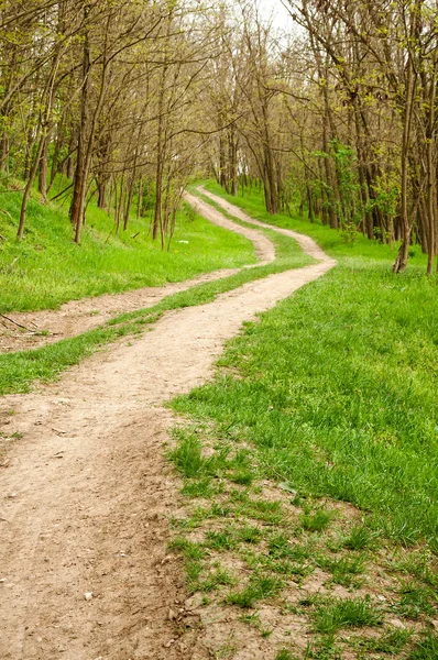 Yol yeşil çim arasında. Ormanın derinliklerinde