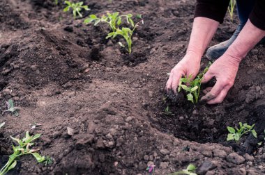 Kadınların elleri nakledilen fide