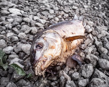 Kurtçuklar nehir banka ile çürümüş balık