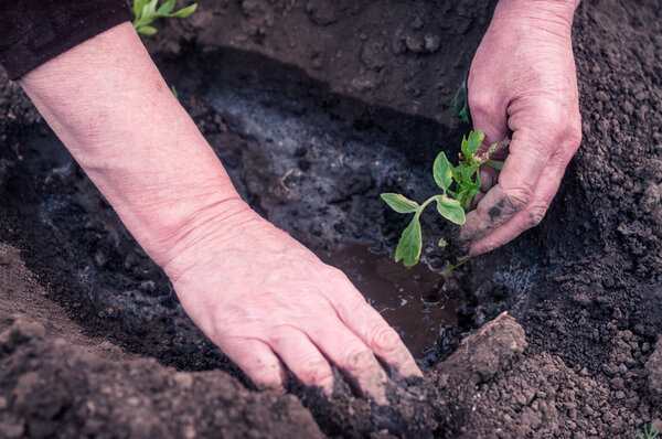 Women's hands transplanted seedlings