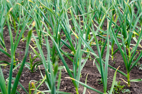 Young green garlic grows in the garden