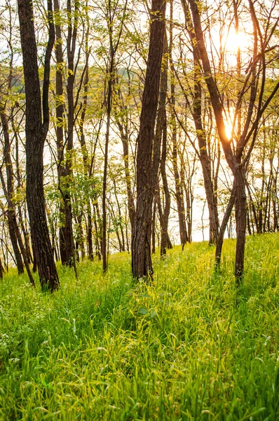 Våren, natur, vackra landskap och grönt gräs och träd — Stockfoto