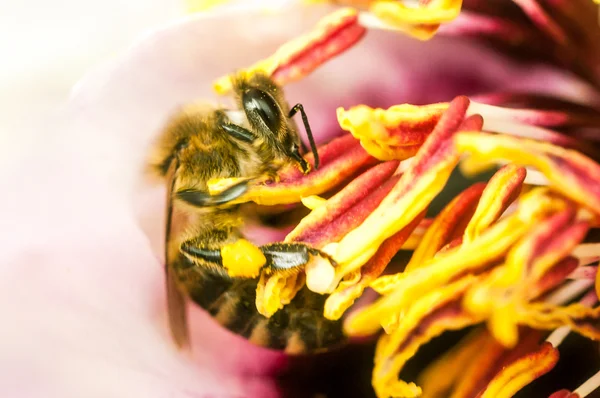 Fleißige Biene sammelt Honig aus Blumen — Stockfoto