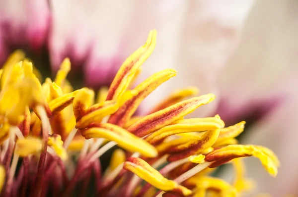 Bloem met paarse meeldraden close-up op achtergrond — Stockfoto