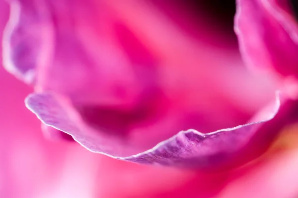 Textura abstracta de los pétalos lila de primer plano — Foto de Stock