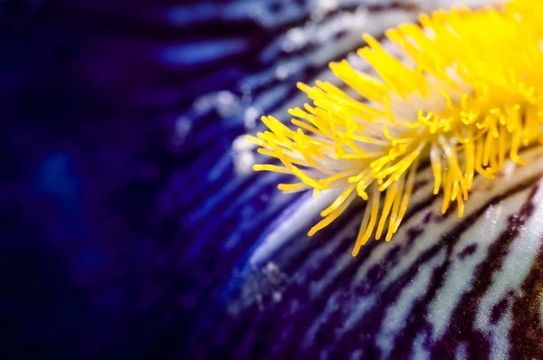Parte do fecho azul da flor da íris — Fotografia de Stock