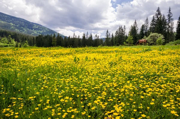 Ein Feld gelber Blumen von Caltha in den ukrainischen Karpaten — Stockfoto