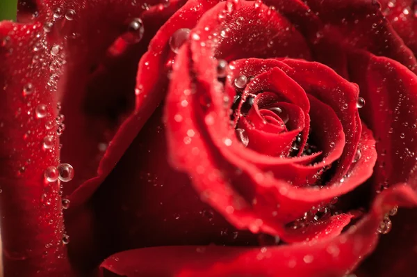 Red rose closeup — Stock Photo, Image