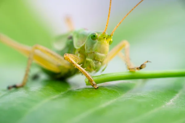 Grasshoppers comendo em uma folha verde close-up — Fotografia de Stock