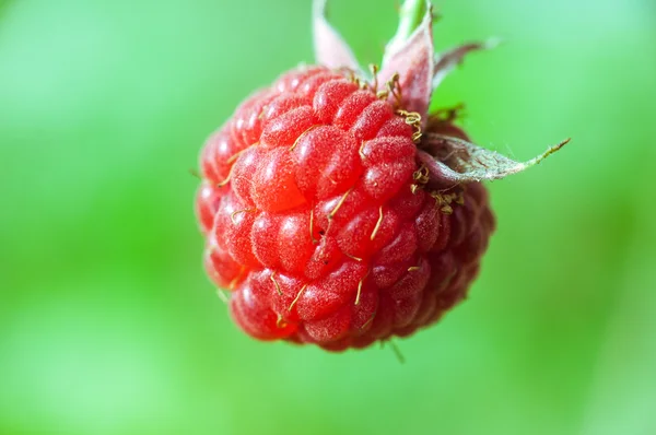 Red raspberries closeup on a green background Stock Image