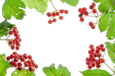 Kartopu ve yaprak beyaz arka plan üzerinde izole ile dikdörtgen çerçeve