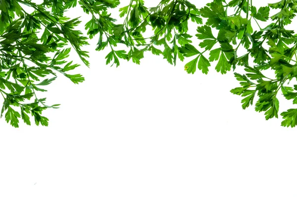 Marco rectangular de hojas de perejil aisladas sobre fondo blanco — Foto de Stock