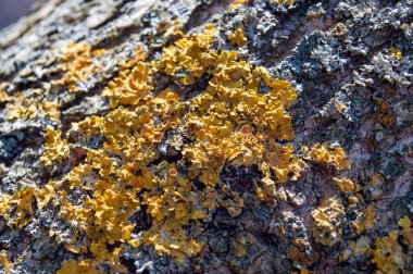 Makro desen ahşap yüzey ve sarı liken.