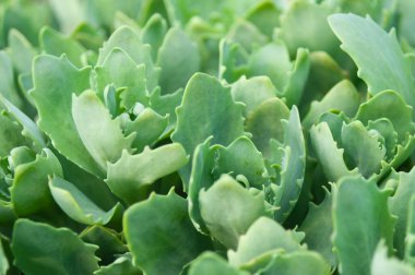 Sempervivum Sektorum 'un Macro' su, bitkisel hayattaki tıbbi bir bitki. .