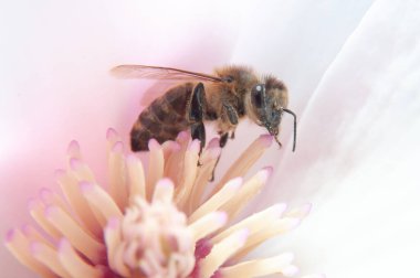 Çalışkan arı çiçeklerden bal toplar .