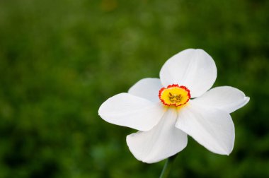 Bahçede beyaz bahar nergis çiçeği, narsis, yakın çekim, makro .