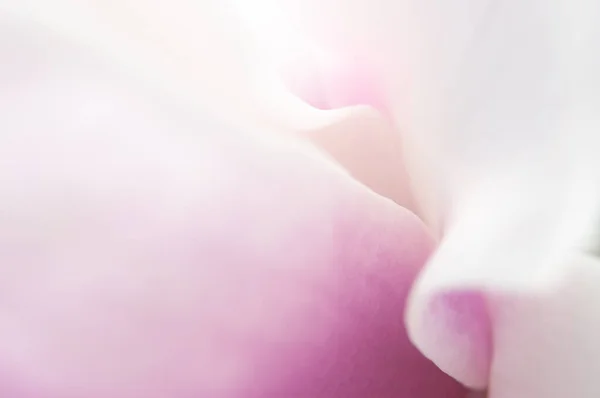 Цветок Магнолии Макро Вид Изнутри — стоковое фото