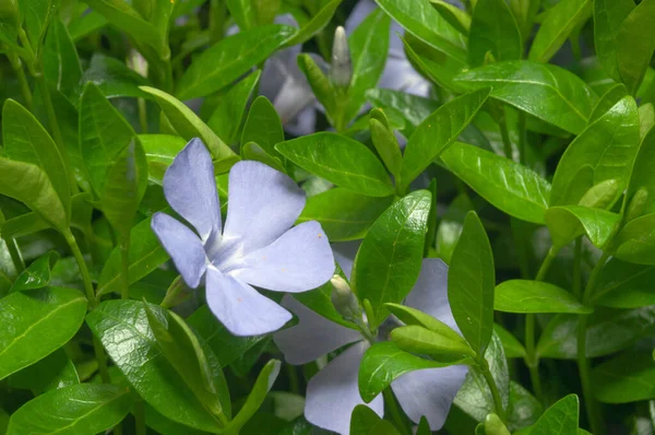 Szőnyeg Kék Periwinkle Virágok Réten Friss Zöld — Stock Fotó