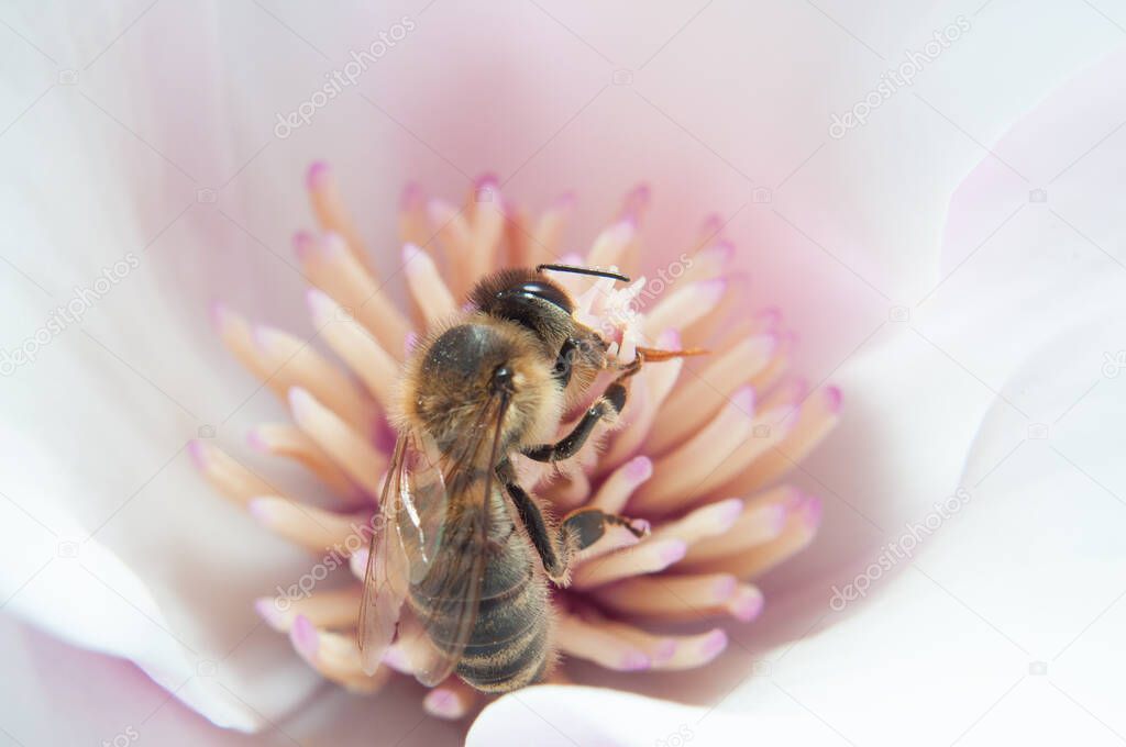 Hardworking bee collects honey from flowers .