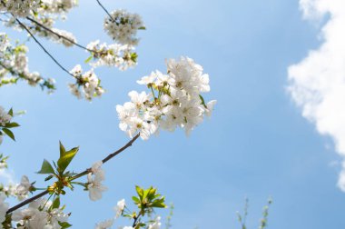 Mavi gökyüzünde ilkbahar kiraz çiçekleri .