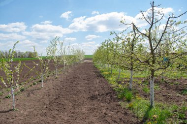 Genç bahçe baharı açtı. Beyazlatıcı ağaçlar .