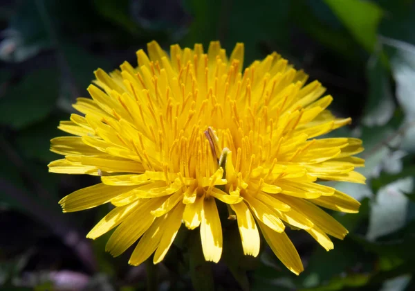 Flor Dente Leão Amarelo Com Folhas Verdes — Fotografia de Stock