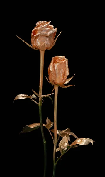 Gouden rozen op een zwarte achtergrond — Stockfoto