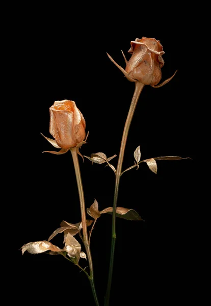 Golden roses on a black background — Stock Photo, Image