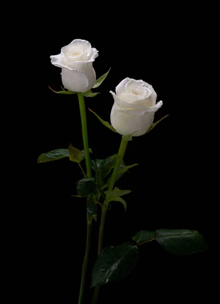 Dos rosas blancas sobre un fondo negro — Foto de Stock