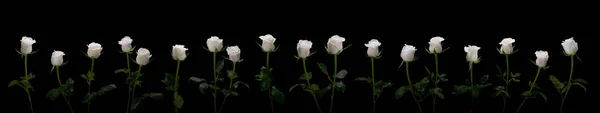 White roses on a black background, collage of several photos, panorama