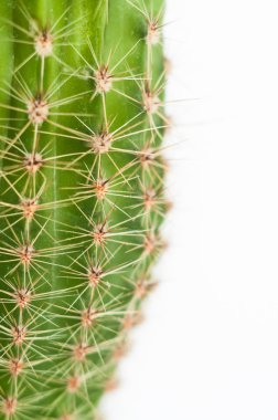 Yeşil kaktüs portre