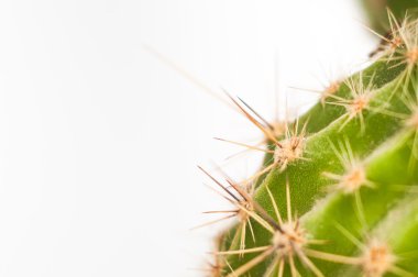 Green cactus closeup clipart